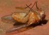 Phaonia pallida